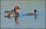 Little Grebe with Chicks - Smdopping.jpg