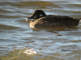 Arlequin plongeur Terrebonne 06 12 07 064P.jpg