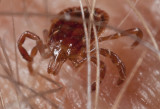 American Dog Tick 2r.jpg