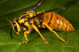 Southern Yellow Jacket Queen.jpg