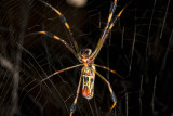 Spider 9729gfr.jpg