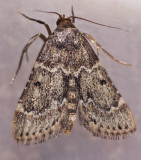 Pink-masked Pyralid Moth  Aglossa disciferalis 12r.jpg