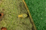 Psocids Tree Lice 011008 4r.jpg