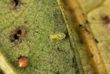 Psocids Tree Lice 011008 6r.jpg