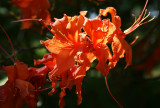 DSC04663.JPG