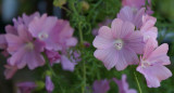 DSC05463.JPG