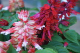 DSC05467.JPG