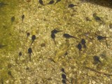 9 tadpoles