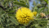 Acacia farnesiana