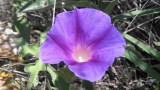 Ipomoea pubescens