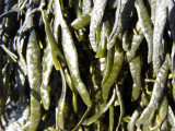 Sea weed growing on tidal rocks