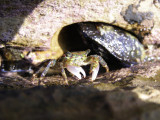 Lined Shore Crab, Pachygrapsus crassipes