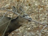 Deer 004.jpg