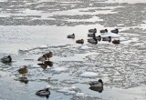 23_Dec_07b <br> Frozen Ducks