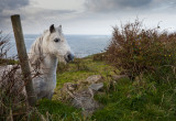 Connemara Pony