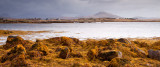 Connemara - Yellow Seaweed