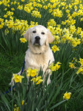 Amongst the Daffodils at Newbridge House