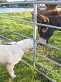 Meeting the locals, Ballyvaughan, Co Clare