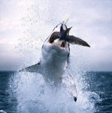 shark-2.jpg