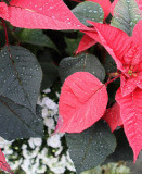 poinsettia.jpg