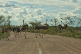 Ostrich crossing