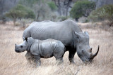 Mother and Baby Rhino