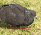 Courting Pigeon