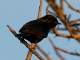 Black Flycatcher