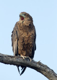 Bateleur Eagle Juvenile
