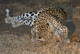 Leopard Rubbing In Dirt