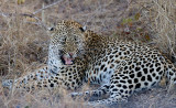 Mxabene Male Leopard Hyena Approaching