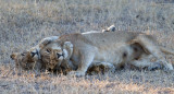 Tsalala Lionesses Playing