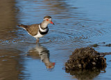 Three Banded Plover