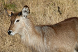Young Male Waterbuck
