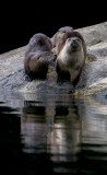 North American River Otters - Skagit Valley Provincial Park