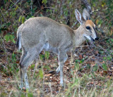 Duiker Male