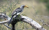 Yellow Bill Hornbill
