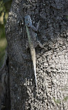 Tree Agama