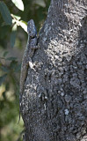 Tree Agama