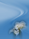 Dreamy White Iris