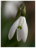 Galanthus nivalis