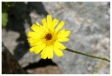 Hieracium staticifolium