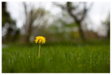 Taraxacum sp