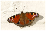 Aglais io