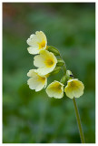 Primula elatior