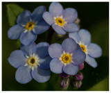 Myosotis sylvatica