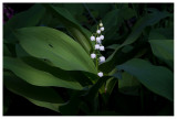 Convallaria majalis