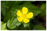 Potentilla indica 