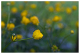 Ranunculus acris 