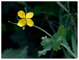 Chelidonium majus